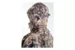 Костюм King Hunter STORM (Camo Green 4XL)
