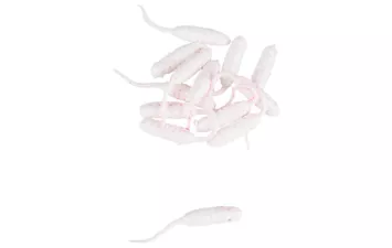 Опарыш хвостатый ZUB Maggot (Белый)