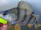 Приманка Keitech Swing Impact FAT 5.8