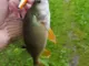 Воблер Pontoon 21 Crackjack 78F-MR 78 mm