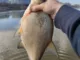 Леска Nisus Forward Carp&Feeder brown 150m.Nylon