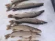 Балансир Rapala SNR08