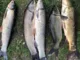 Удилище карповое Okuma Longbow Carp 12