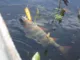 Воблер Yo-Zuri R1210 3D Inshore Popper 70mm