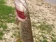 Воблер Trout Pro Twitch Minnow 90SU