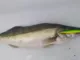 Воблер Megabass Marine Gang 140F