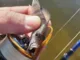 Виброхвосты LJ Pro Series S-Shad Tail 2.8in