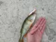 Воблер Pontoon 21 Crackjack 78F-MR 78 mm