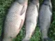 Леска Owner Broad CARP 56022 100 m