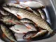 Блесна Blue Fox Vibrax Shad 4 BFSD4 10г
