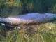Блесна Blue Fox Vibrax Hot Pepper 2 BFS2