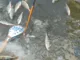 Балансир Rapala W05.