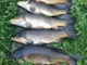 Удилище карповое Okuma C-Fight Spod Carp 12