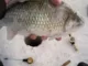 Мотыль Berkley PoverBait Maxi Blood Worms