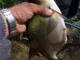 Крючок Decoy Worm 10