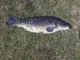 Удилище карповое Okuma C-Fight Spod Carp 12