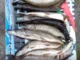 Виброхвост Generic Craft Walleye 3.5in