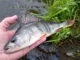Воблер ZipBaits Khamsin Tiny 40SP-SR
