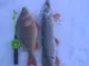 Балансир Lucky John Nordic 5 + тр.50мм