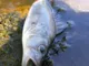 Слаги плав. Lucky John Pro Series Ultraworm 1.4 in